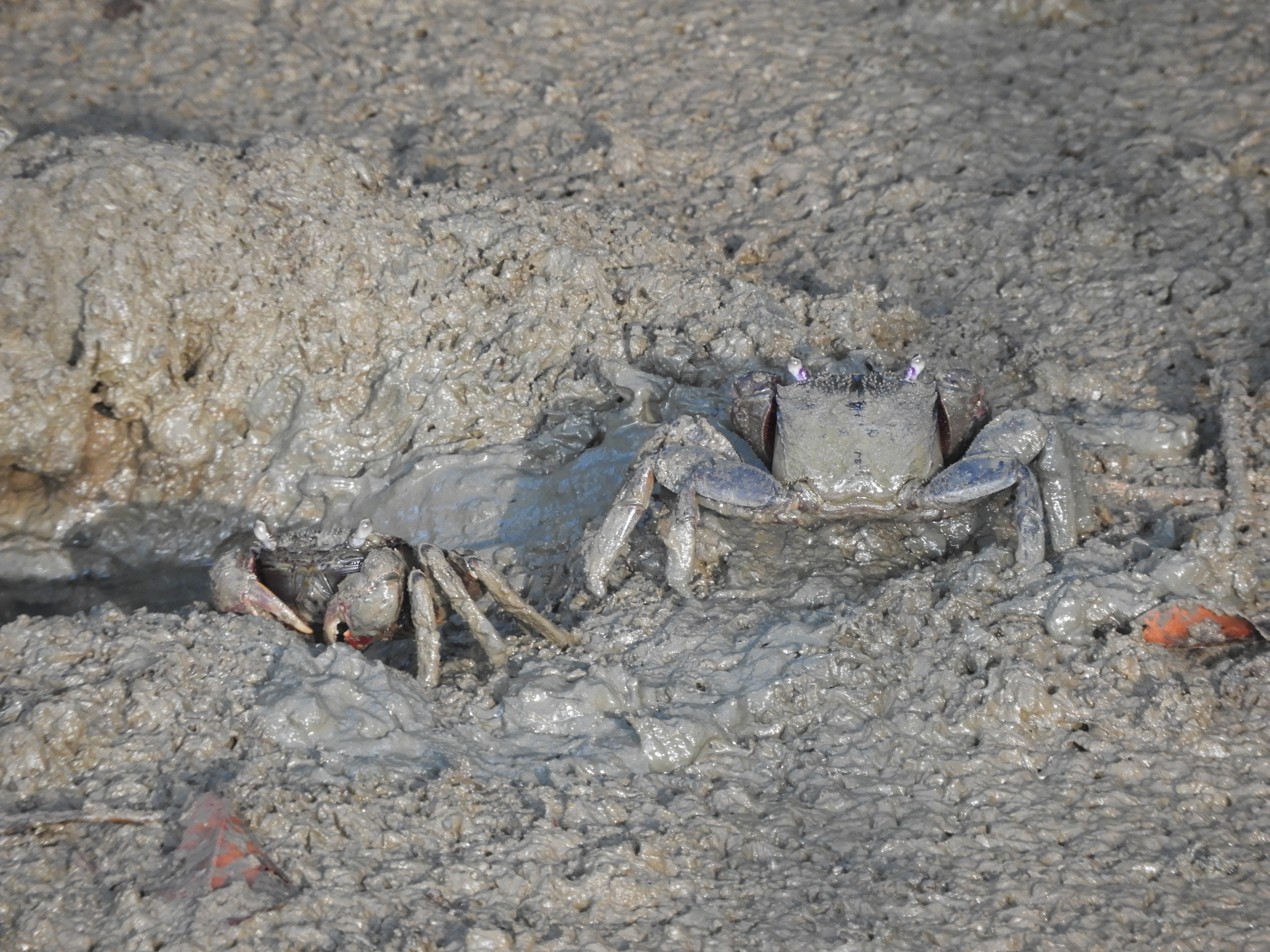 Kepiting Bakau